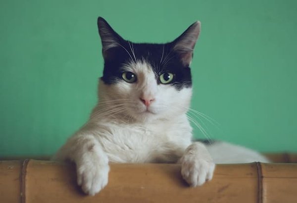 What are the best low-energy cat breeds?